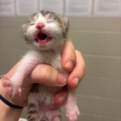 Shelter Stray Female Cat last seen , 54687 Co Rd 19, Bristol, IN 46507, USA