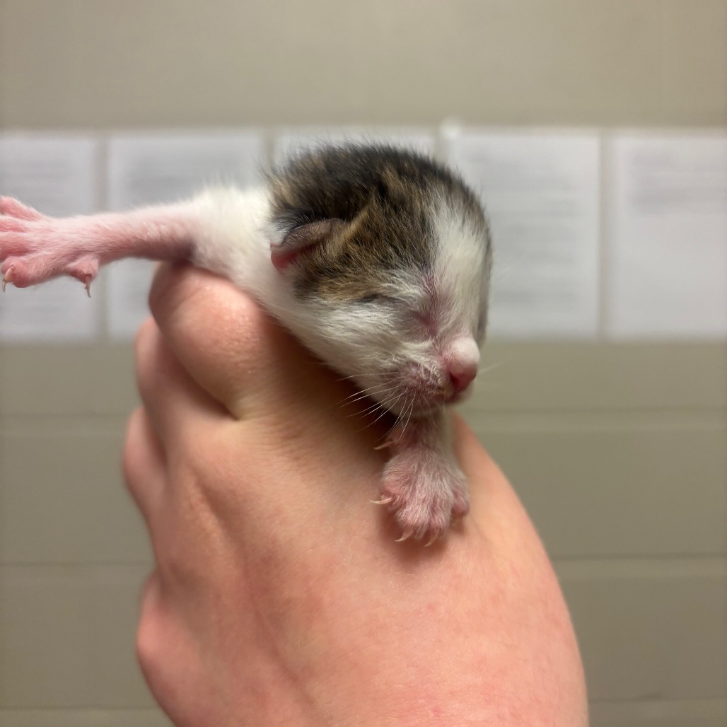 Shelter Stray Male Cat last seen , 54687 Co Rd 19, Bristol, IN 46507, USA