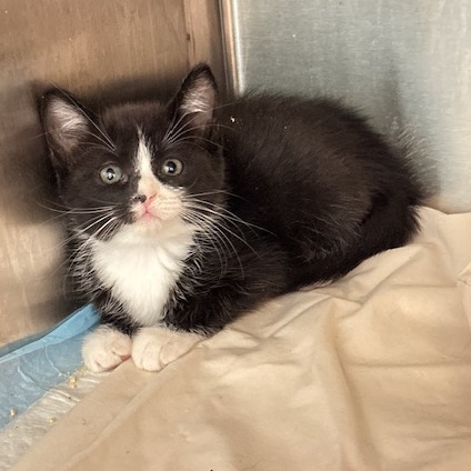 Shelter Stray Female Cat last seen , 3607 N Armenia Ave, Tampa, FL 33607, USA