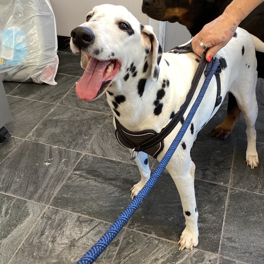 Shelter Stray Female Dog last seen , 3607 N Armenia Ave, Tampa, FL 33607, USA