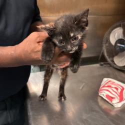 Shelter Stray Female Cat last seen , 2350 Appling City Cove, Memphis, TN 38133, USA