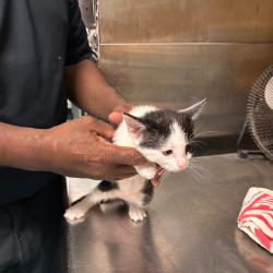 Shelter Stray Female Cat last seen , 2350 Appling City Cove, Memphis, TN 38133, USA