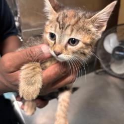 Shelter Stray Female Cat last seen , 2350 Appling City Cove, Memphis, TN 38133, USA