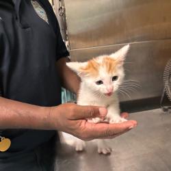 Shelter Stray Male Cat last seen , 2350 Appling City Cove, Memphis, TN 38133, USA