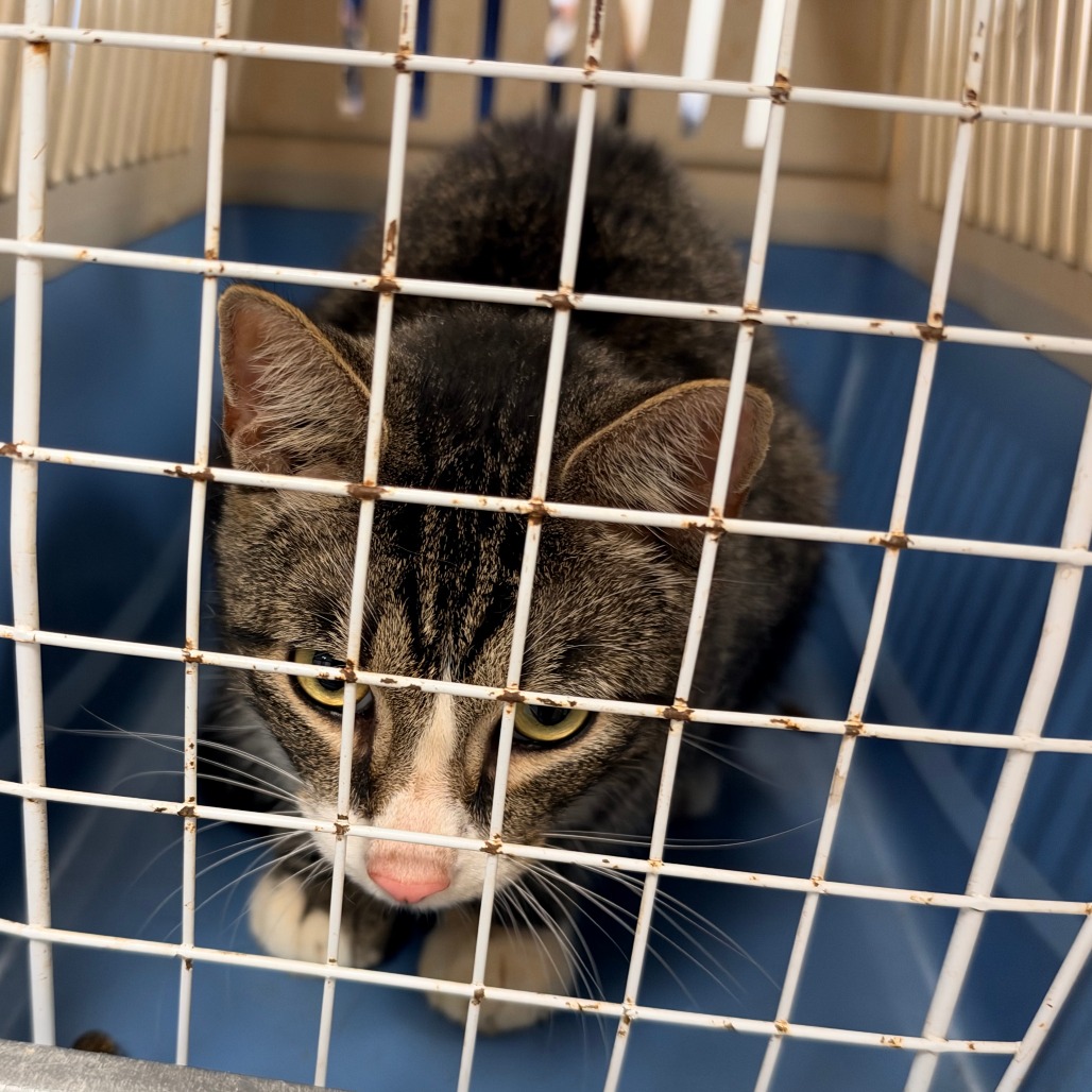 Shelter Stray Male Cat last seen , Animal Care & Control Team of Philly, 111 W Hunting Park Ave, Philadelphia, PA 19140, USA