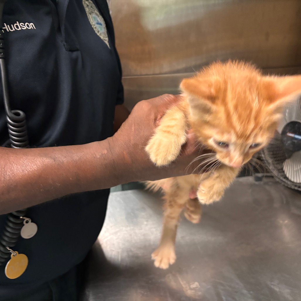 Shelter Stray Male Cat last seen , 2350 Appling City Cove, Memphis, TN 38133, USA