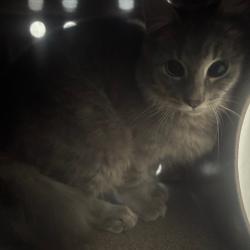 Shelter Stray Male Cat last seen , 980 Guilford College Rd, Greensboro, NC 27409, USA