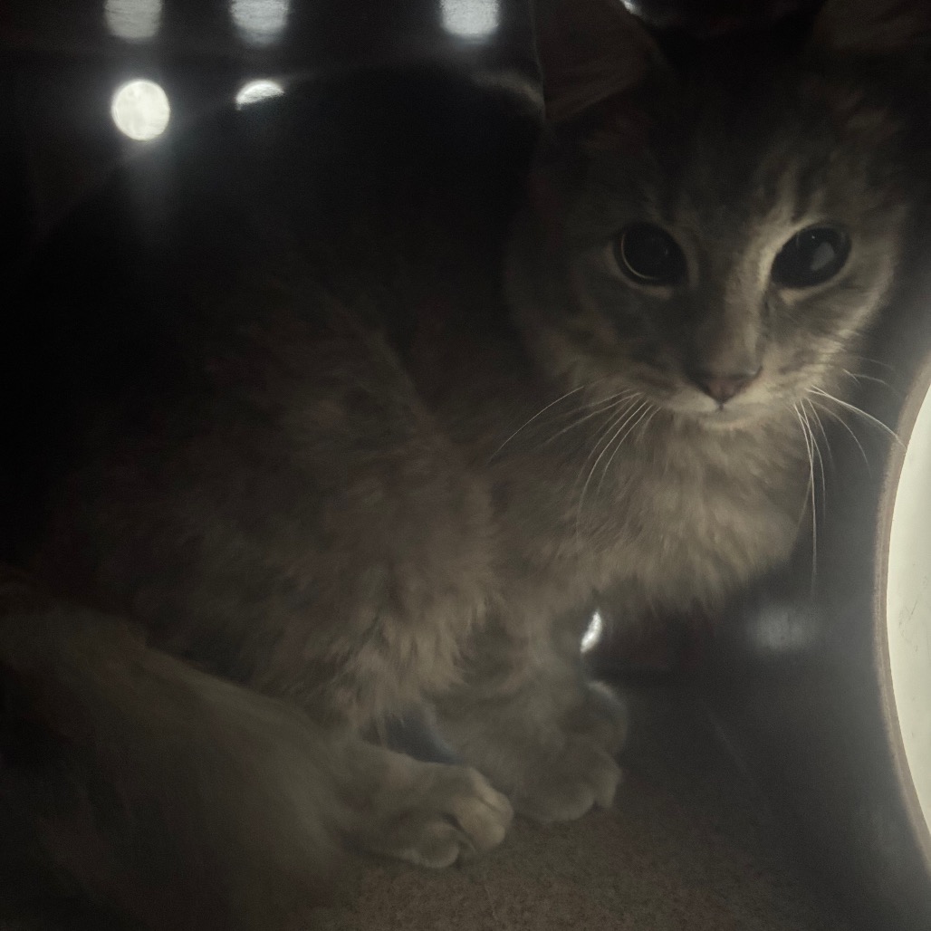Shelter Stray Male Cat last seen , 980 Guilford College Rd, Greensboro, NC 27409, USA