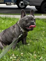 Lost Male Dog last seen 66th and Vermont, Los Angeles, CA 90044