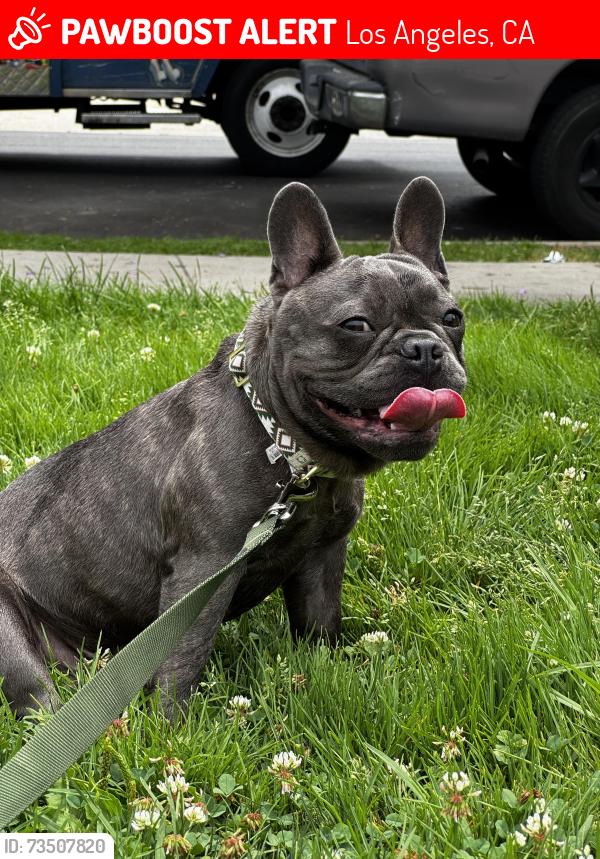 Lost Male Dog last seen 66th and Vermont, Los Angeles, CA 90044