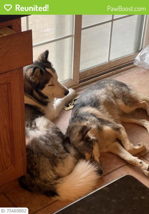 Reunited Male Dog last seen Lincoln and Parker Road, Parker, CO 80134