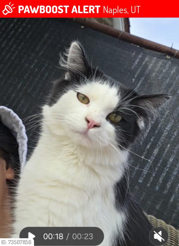 Lost Male Cat last seen Near CSI, Naples, UT 84078