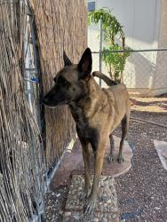Reunited Female Dog last seen Gowan & Tenaya, Las Vegas, NV 89129
