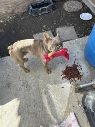 Found/Stray Male Dog last seen Stockdale high school, Osceola County, FL 34758