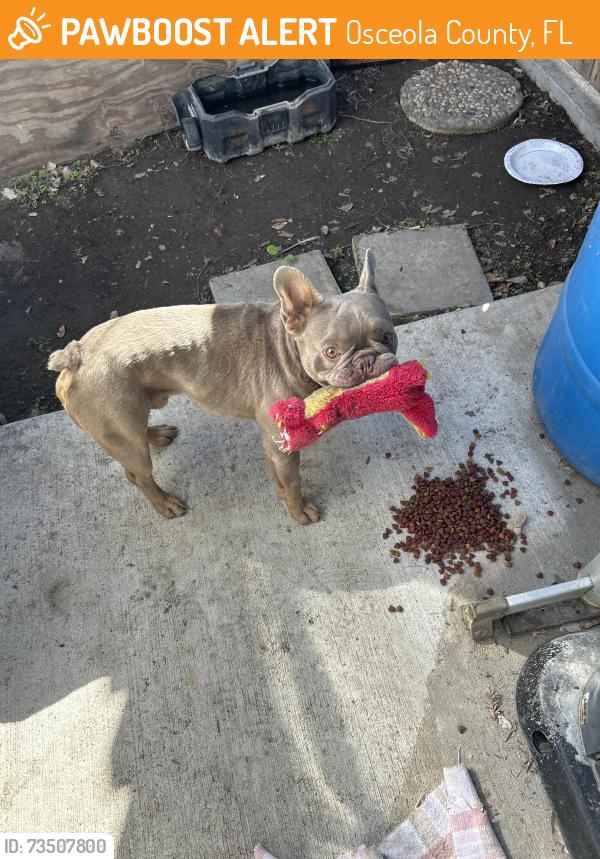 Found/Stray Male Dog last seen Stockdale high school, Osceola County, FL 34758