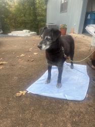 Reunited Female Dog last seen Between Lake Ann and Lake Brittany, Bella Vista, AR 72714