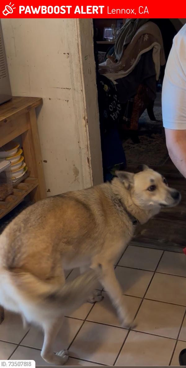 Lost Female Dog last seen Lennox/Burl, Lennox, CA 90304