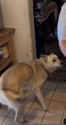 Lost Female Dog last seen Lennox/Burl, Lennox, CA 90304