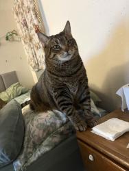 Reunited Male Cat last seen Racine and s pine, Janesville, WI 53548