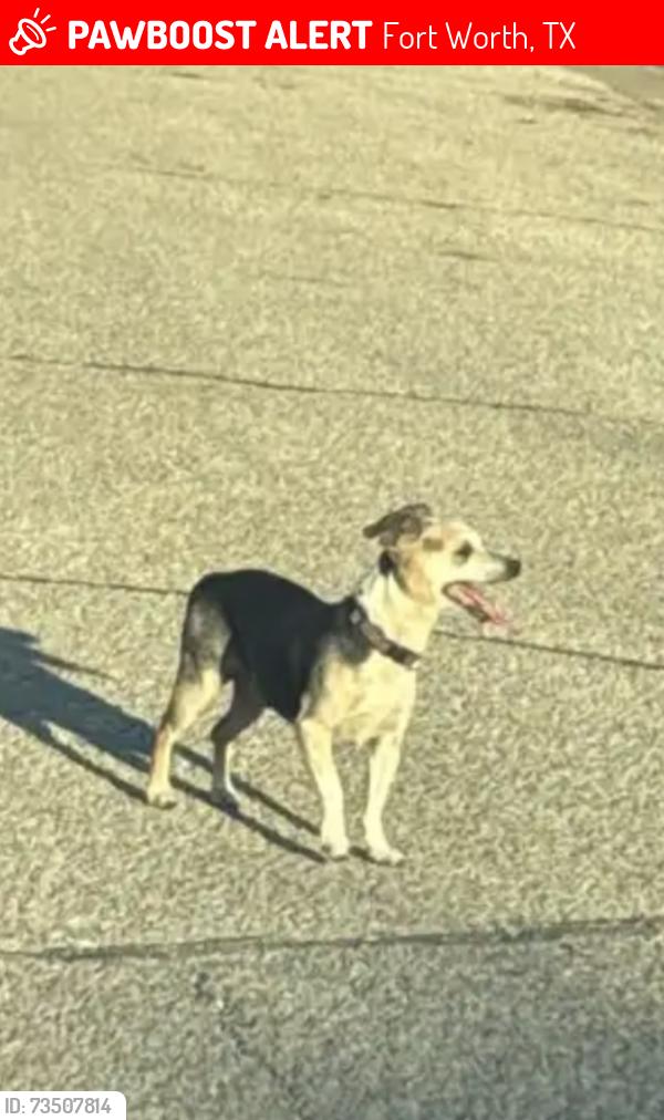 Lost Female Dog last seen Western Center and Haltom Rd, Fort Worth, TX 76137