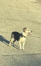 Lost Female Dog last seen Western Center and Haltom Rd, Fort Worth, TX 76137