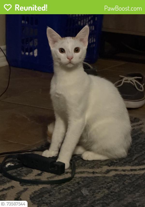 Reunited Male Cat last seen Near County Rd 210, Tyler, TX 75707, USA, Tyler, TX 75707