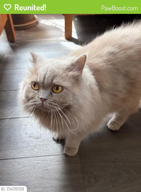 Reunited Female Cat last seen Fallbrook Neighborhood, Elk Grove, CA 95624