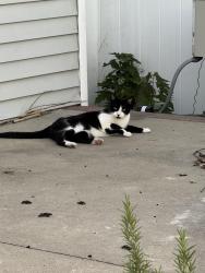 Found/Stray Female Cat last seen Rialto St off of 11 mile by the highschool, Madison Heights, MI 48071