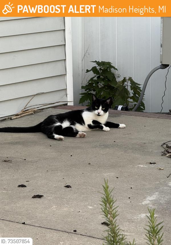 Found/Stray Female Cat last seen Rialto St off of 11 mile by the highschool, Madison Heights, MI 48071