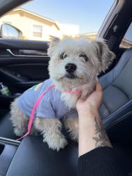 Found/Stray Male Dog last seen Richmond California, Richmond, CA 94808