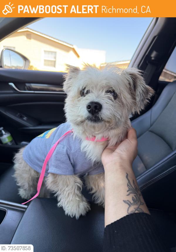 Found/Stray Male Dog last seen Richmond California, Richmond, CA 94808