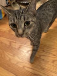 Found/Stray Female Cat last seen Found near Eastlake Terrace and Rogers Avenue, Chicago, IL 60626