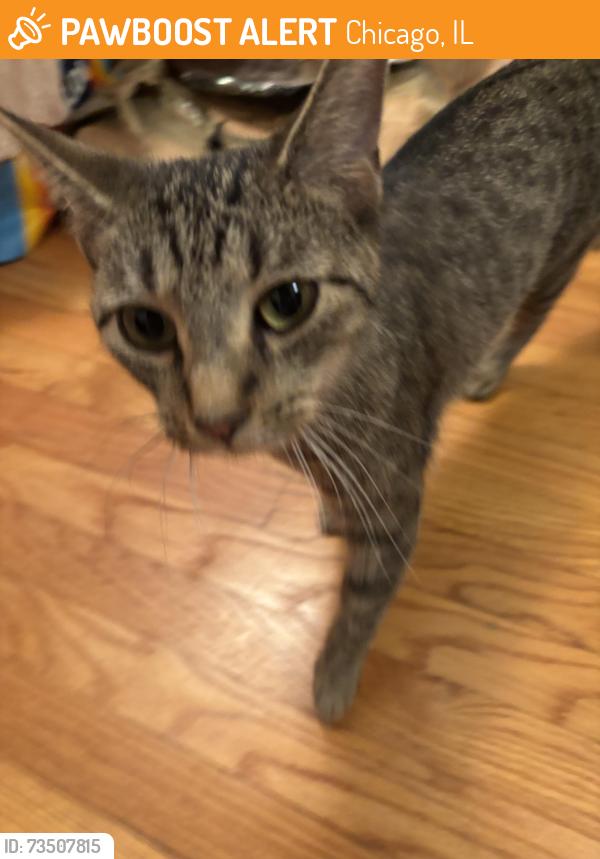 Found/Stray Female Cat last seen Found near Eastlake Terrace and Rogers Avenue, Chicago, IL 60626