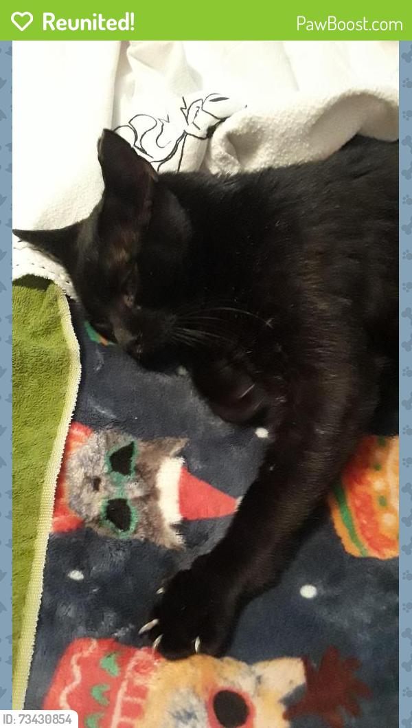 Reunited Male Cat last seen 11921NW41stSt, Sunrise, FL 33323