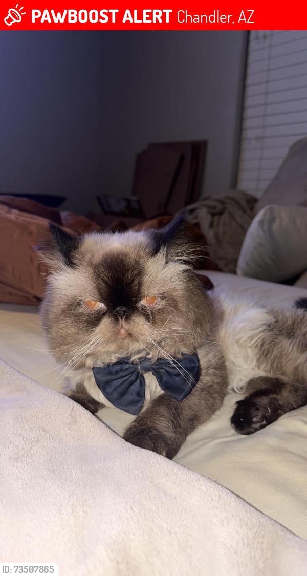Lost Male Cat last seen Alma school and ocotillo, Chandler, AZ 85248