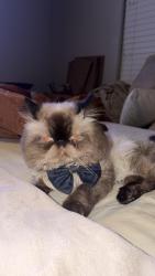 Lost Male Cat last seen Alma school and ocotillo, Chandler, AZ 85248