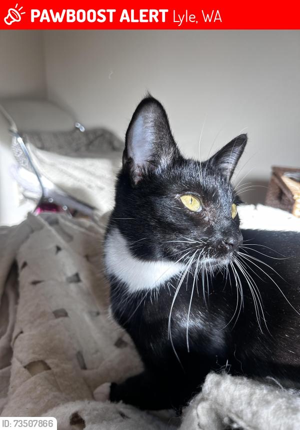 Lost Female Cat last seen Keasy & Centerville, Lyle, WA 98635