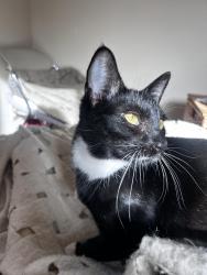 Lost Female Cat last seen Keasy & Centerville, Lyle, WA 98635