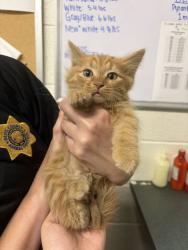 Shelter Stray Female Cat last seen Near S Main St, Layton, UT 84041, USA, 1422 E 600 N, Fruit Heights, UT 84037, USA
