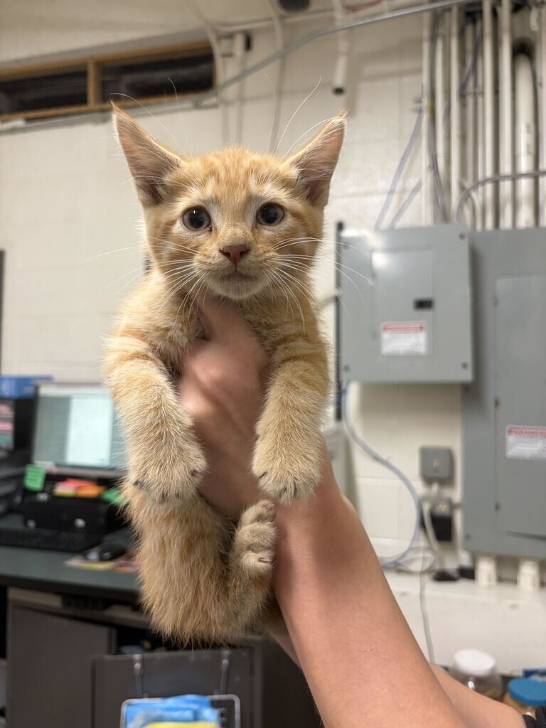 Shelter Stray Male Cat last seen Near S Main St, Layton, UT 84041, USA, 1422 E 600 N, Fruit Heights, UT 84037, USA