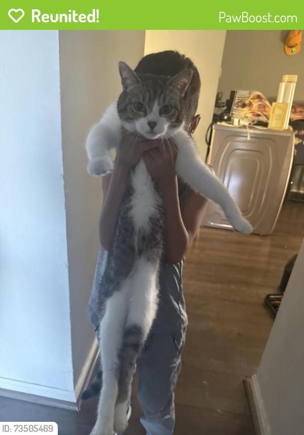 Reunited Female Cat last seen woods crossing dr, English ave, Indianapolis, IN 46219