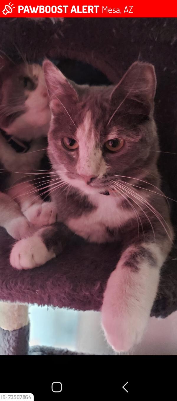 Lost Female Cat last seen Millett Ave & Mesa Dr, Mesa, AZ 85210