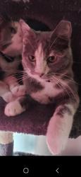 Lost Female Cat last seen Millett Ave & Mesa Dr, Mesa, AZ 85210