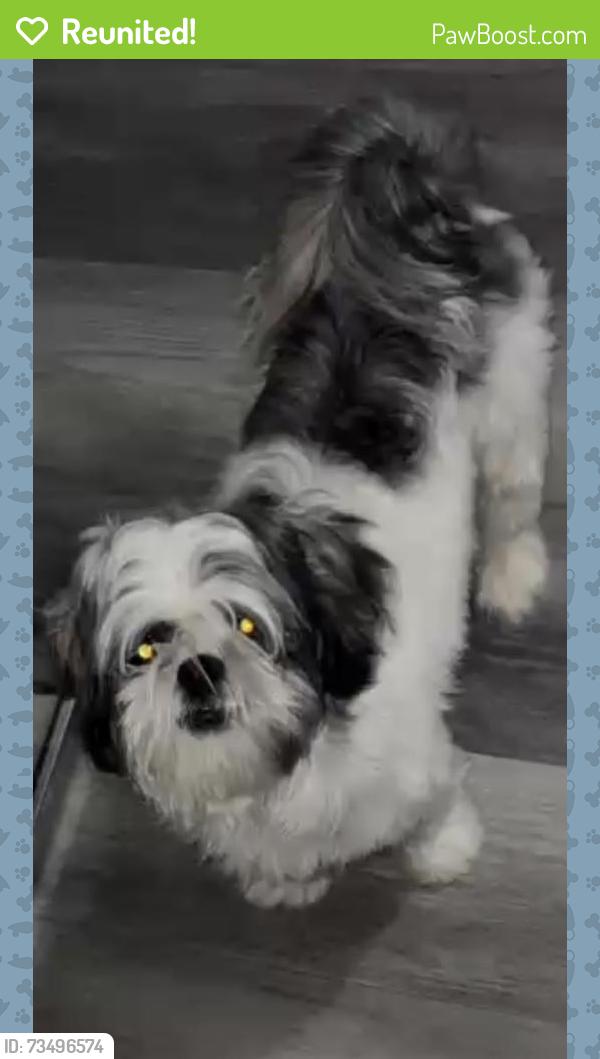 Reunited Male Dog last seen Irish hill, Houston, TX 77053