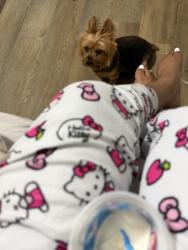 Lost Male Dog last seen Hypoluxo, Atlantis, FL 33462