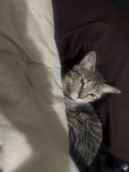 Reunited Male Cat last seen Lamp post and west main st, Norman, OK 73072