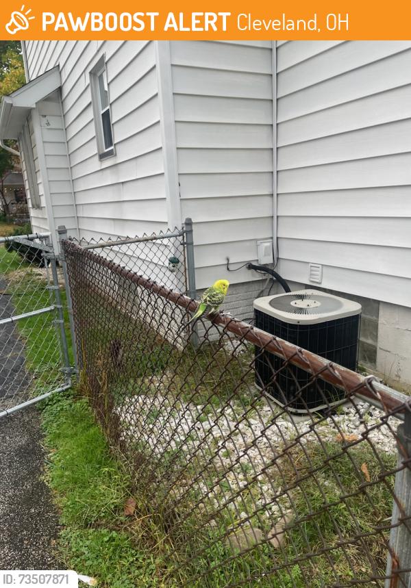 Found/Stray Unknown Bird last seen West 12th and Spring Road, Cleveland, OH 44109