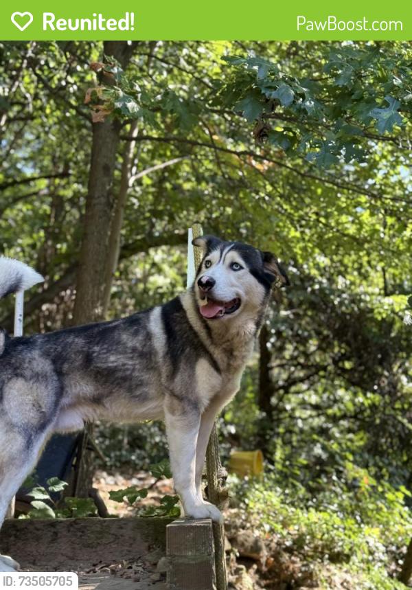 Reunited Male Dog last seen Beech street, Yonkers, NY 10701