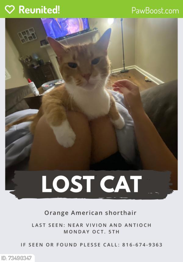 Reunited Male Cat last seen Vivion and Antioch, Kansas City, MO 64118