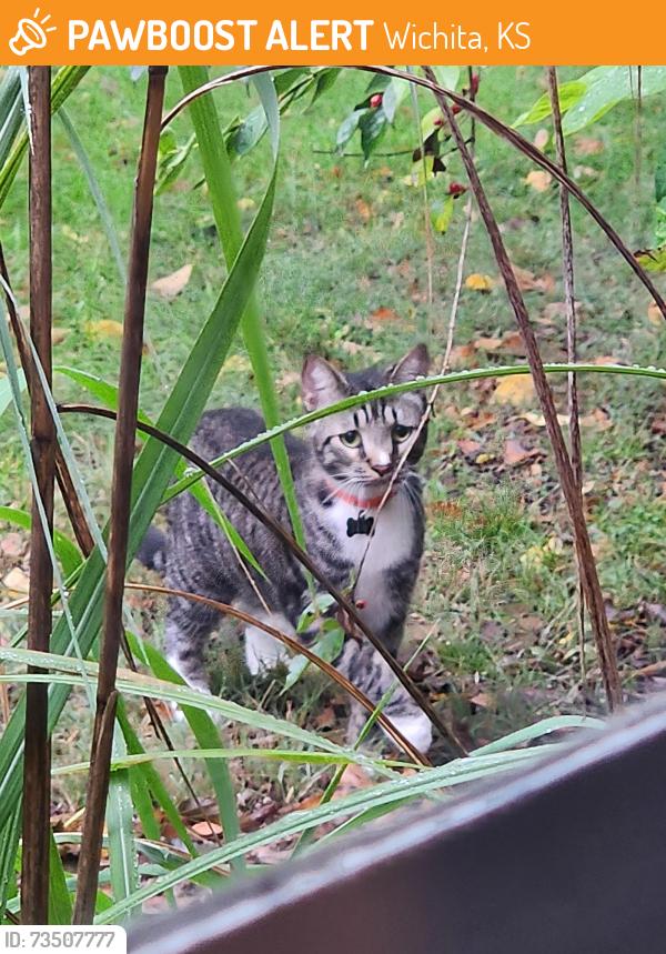 Found/Stray Unknown Cat last seen North Yale Avenue, Wichita. Near the University United Methodist Church, Wichita, KS 67220